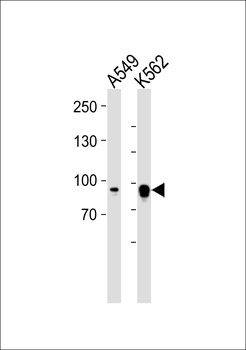 CAPN12 Antibody
