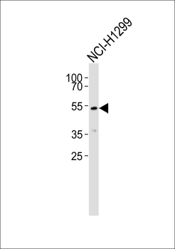 ADCK1 Antibody