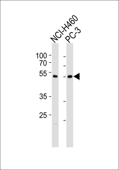 SLC39A9 Antibody