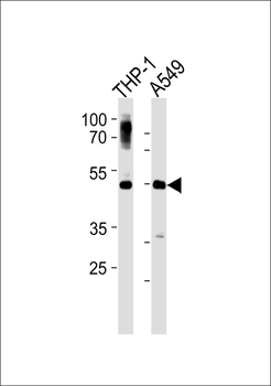 PLD4 Antibody