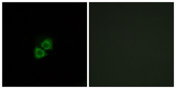 AIBP Antibody