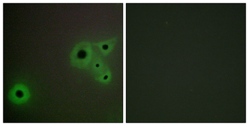 MED23 Antibody