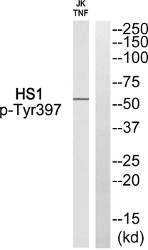 HS1 (Phospho-Tyr397) Antibody