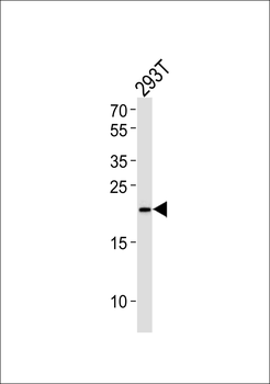 YAF2 Antibody