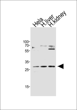 CISH Antibody
