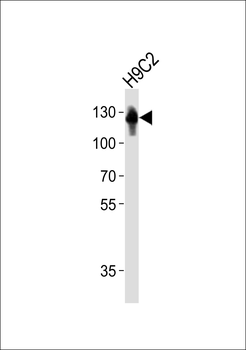 FBLN2 Antibody