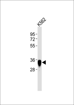 Annexin A2 Antibody