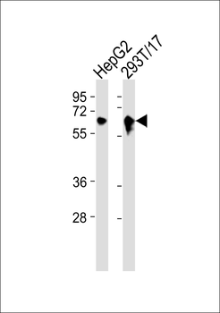 Arylsulfatase E Antibody