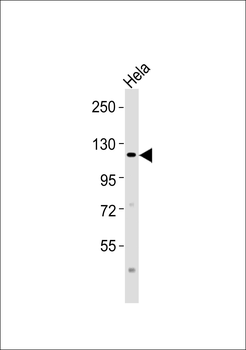Atrophin-1 Antibody