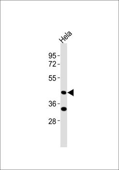 BAG4 Antibody