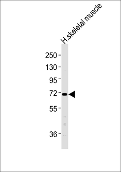 CLCN4 Antibody