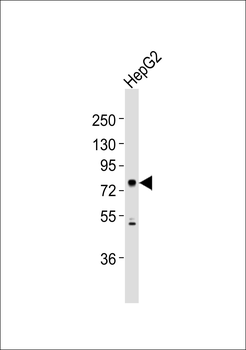 CNGA2 Antibody