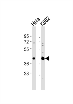 DNAJB11 Antibody