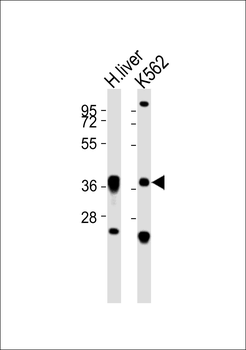PECI Antibody