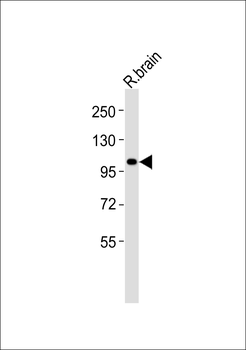 GPR110 Antibody