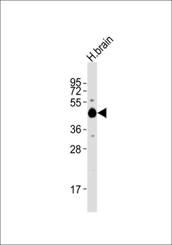 5-HT1A Antibody