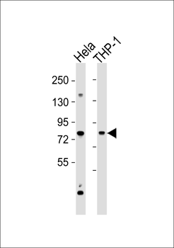 Cytokine IK Antibody