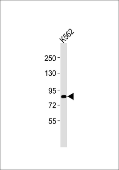 Kv3.4 Antibody