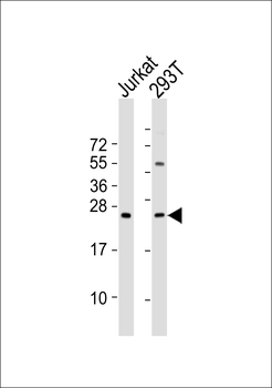MED18 Antibody