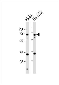 NEIL3 Antibody