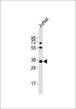 Neurotrimin Antibody