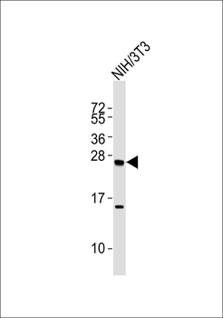 PGRMC2 Antibody