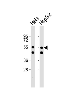 PRPF19 Antibody
