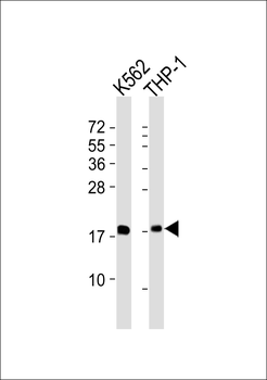 RPL27A Antibody