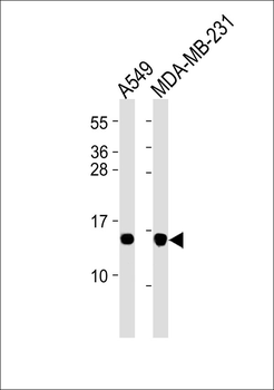RPL30 Antibody