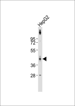 Serpin B4 Antibody