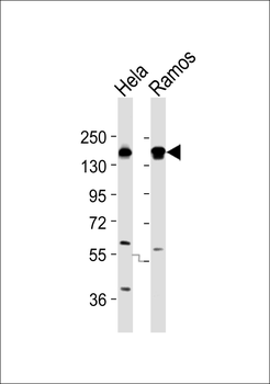 SAP155 Antibody