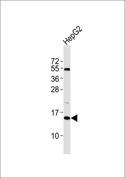 SAP14 Antibody