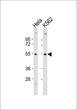 SKP2 Antibody
