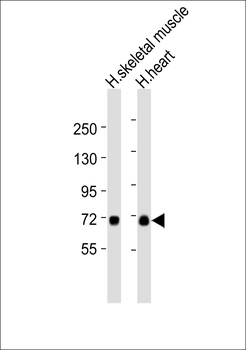 ARALAR1 Antibody