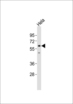 SRSF4 Antibody