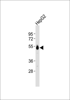 CD75 Antibody