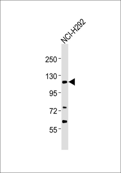 Striatin Antibody