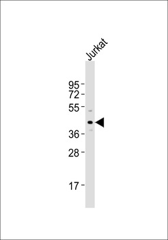 GPR175 Antibody