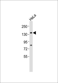 USP42 Antibody