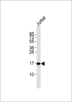 NBL1 Antibody