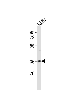 hnRNP E1 Antibody