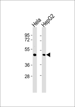 Ataxin 10 Antibody