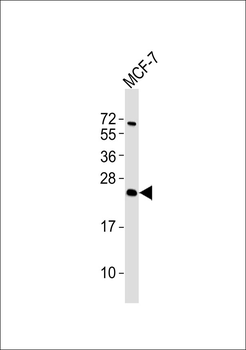 ATP5S Antibody