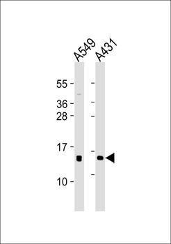 POLR2I Antibody