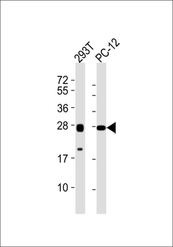 NRL Antibody