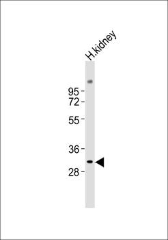 NXPH2 Antibody