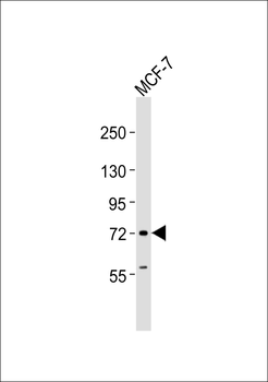 NCKX2 Antibody