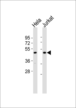 mTERF Antibody
