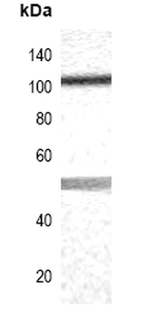 Apolipoprotein E Receptor 2 Antibody
