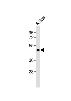 GPR41 Antibody